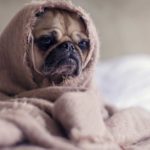 Sleeping Pug